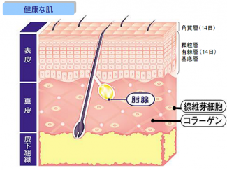 健康な肌 - コピー